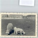 58332 W5830 Schwelm FOTO KEINE AK Hagenerstr.4, Schafe
