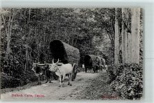 Bullock Carts