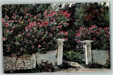 Hamilton 1910 - Oleanders
