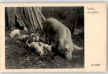 Schwein