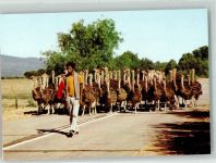 1973 Foto AK Wildtiere Strauße