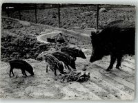 St. Gallen S. Gallo Wildpark Peter u. Paul Frischlinge Wildschwein