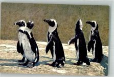 Brillenpinguine ST.Z.F. No. 40 Pinguin Foto AK