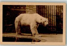 W1000 Tiergarten Eisbär Zoo