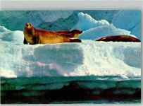 Seehunde auf Eisschollen in Argentinien Robbe Foto AK