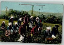 29470 Plougastel-Daoulas Foto AK Bauern Tracht Ernte