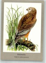 sign. Kleinwächter Matthias Rohrweihe Raubvogel Künstlerkarte