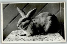Looe Kaninchen Rasse the Looe Rabbitries AK Hase 1960 Foto AK