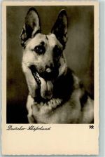 Schäferhund