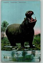 Flusspferd Hippopotamus AK Nilpferd