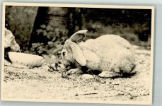 Kaninchen Hase Privatfoto KEINE AK