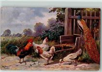 Geflügel Fasan Hahn Hühner AK Schönian, A. 1912
