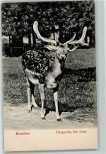 35619 W6333 Braunfels 1906 - Tiergarten Hirsch Hans