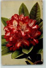 W5429 Biebrich Chemische Werke Nährsalze - Alpenrose Blume Düngerwerbung Gebrauchsspuren