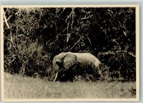 Ostafrika AK Elefant Foto AK
