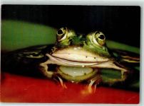 Wasserfrosch Spenden DJH Jugendherberge Frosch