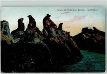 Seals Catalina Island California Robbe