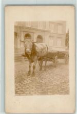 Rind zieht Bauernwagen AK Tiergespann 1905 Privatfoto AK