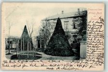04703 O7320 Leisnig 1901 - Mirus Park die beiden Taxuspyramiden standen in Blumentöpfen zu beiden Seiten der Haustüre