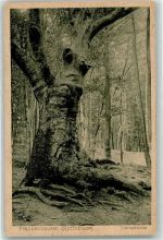 06556 O4730 Bad Frankenhausen ,Kyffhäuser - Venusbuche