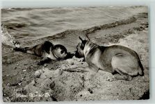 Seerobbe Nanu wer bist du Schäferhund Foto AK