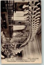 Monaco Skelett Museum Oceanographie zoologique Wal