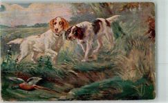 Setter Fasan Jagdhund