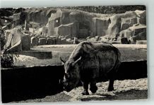 Paris Nashorn Zoo