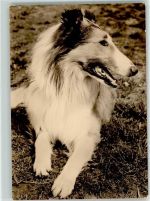 Collie Foto AK
