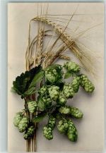 Weizen Hopfen Natur 1908