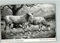 Kühe Die beste Bezugsquelle für hochfeine Molkerei Süßrahm Butter Martin Bilger Wetterstein Lebensmittel Gebrauchsspuren