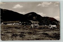 83727 W8162 Fischhausen b Schliersee Foto AK Ehamhof Rinder