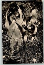 Schottischer Schäferhund Foto AK