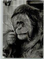 Orang Utan Affe Foto AK