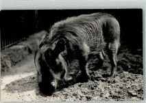 Afrikanische Warzenschweine Schwein Privatfoto AK