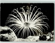 O2300 Stralsund Zylinderrose Blumentier Meeresmuseum Meerestier Foto AK