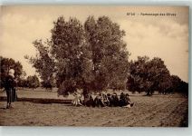 Sfax - Tracht Olivenernte