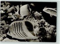 O2300 Stralsund Korallenfische Meeresmuseum Fisch Foto AK