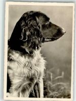 Verlag Schwerdtfeger Nr. 326 Jagdhund Foto AK