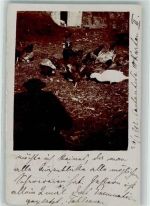 Enten Gans Hühner auf dem Bauernhof Geflügel 1902 Privatfoto AK