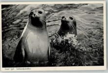W2280 Westerland Insel Sylt Seehundpärchen Robbe 1969 Foto AK