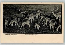 47798 W4150 Krefeld 1918 - Hochwild am Futterplatz Stadtwald Reh Rehkitz Geweih