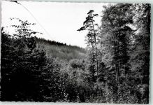 64739 W6128 Höchst i Odw FOTO KEINE AK Waldhang Foto Original aus Archiv eines Ansichtskartenverlags Ort handschriftlich