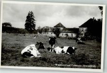63263 W6078 Gravenbruch - Waldgasthaus Forsthaus Kühe