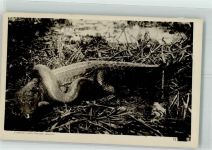 Schlange Krokodil Foto AK