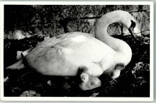 Mit Jungtiere Schwan 1970 Foto AK