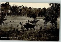 O1301 Eichhorst b Eberswalde Wisentstier Iwan in der Schortheide Schalk /Zuchtb.-Nr. 119 Büffel