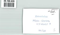 57072 W5900 Niederschelden FOTO KEINE AK Ort handschrifltich Foto Original aus Archiv eines Ansichtskartenverlags