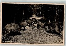 Frischlinge Wildschwein