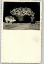 Figur Zahnstocher Blumen Schwein